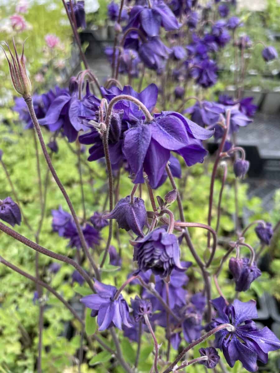 Detail van dubbele bloemen van Aquilegia vulgaris Blue Barlow