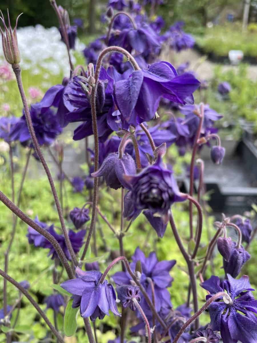 Aquilegia vulgaris Blue Barlow in natuurlijke border met sierlijk blad