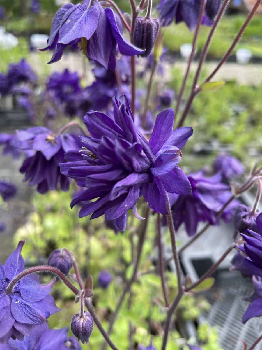 Aquilegia vulgaris Blue Barlow met dubbele diepblauwe bloemen
