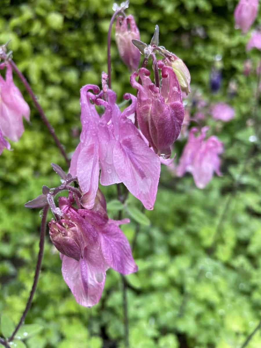 Detail van roze bloemen van Aquilegia vulgaris Heidi met fijne bloemvorm