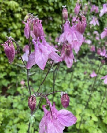 Aquilegia vulgaris Heidi met roze bloemen in bloei