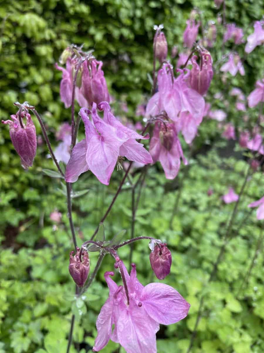 Aquilegia vulgaris Heidi met roze bloemen in bloei
