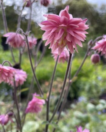 Detail van dubbelgevulde roze bloemen van Aquilegia vulgaris Rose Barlow