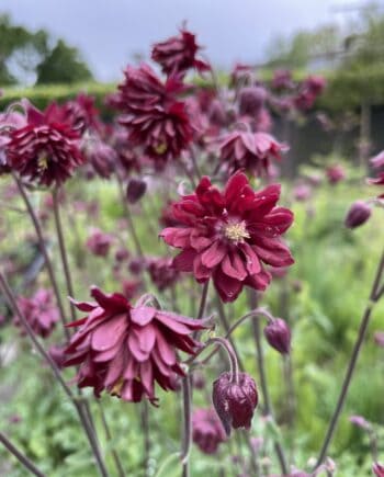 Aquilegia vulgaris Ruby Port met dubbel gevulde donkerrode bloemen in bloei