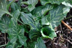 Arum italicum