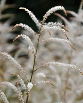 Wit bloeiende pluimen van Aruncus ‘Horatio’