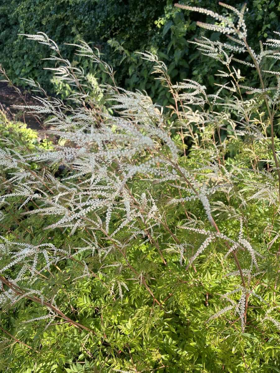 Aruncus Horatio met rijk bloeiende witte bloempluimen in halfschaduwborder