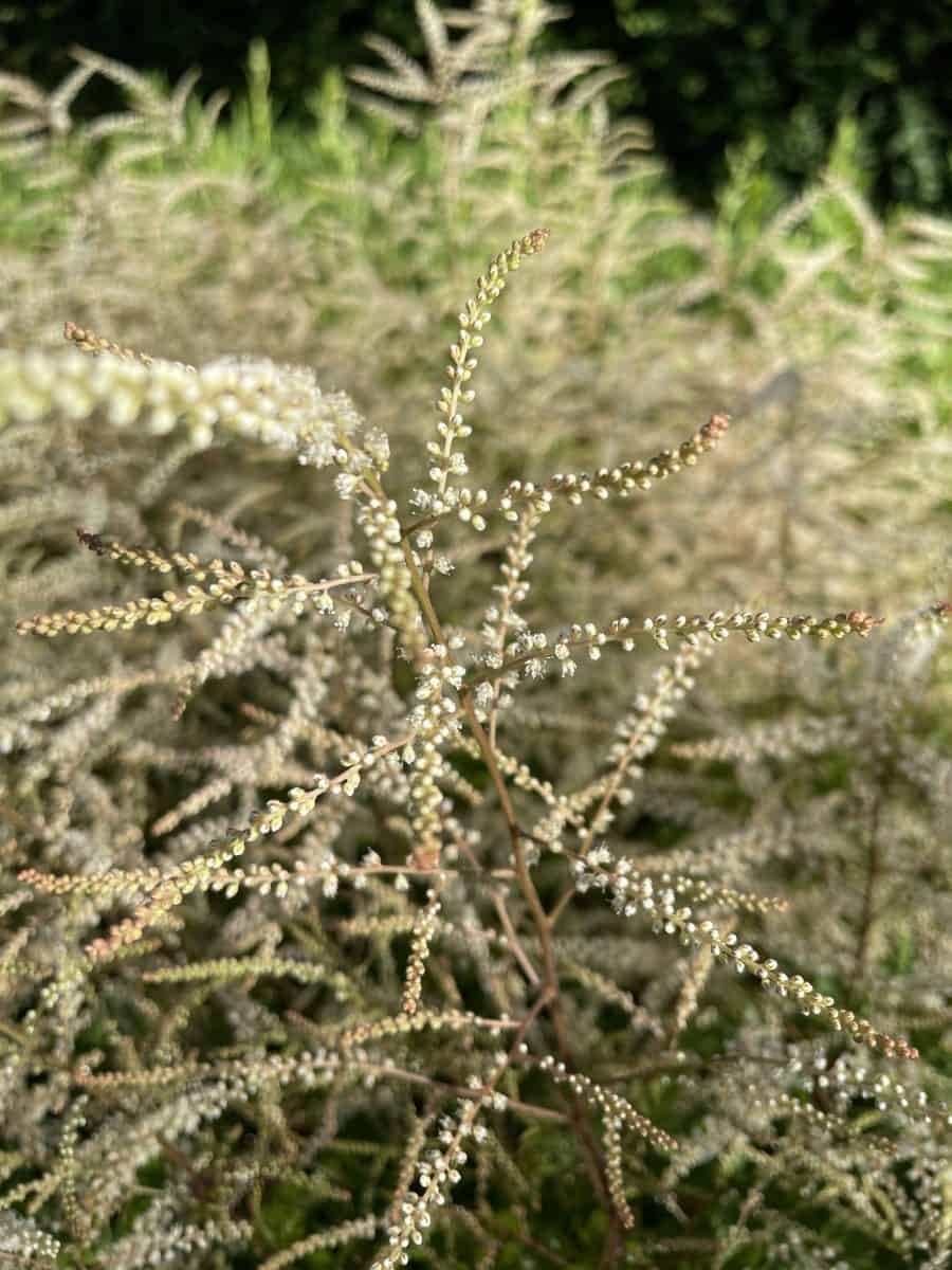 Detail van bloempluimen van Aruncus Horatio met fijne witte bloemen