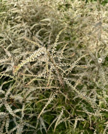 Aruncus Horatio met luchtige crèmewitte bloempluimen in bloei