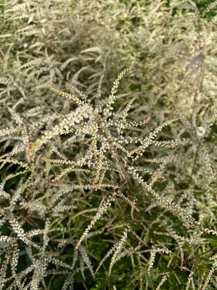 Aruncus Horatio met luchtige crèmewitte bloempluimen in bloei