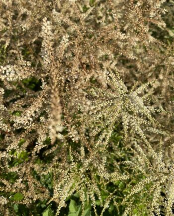 Aruncus Misty Lace met luchtige witte bloempluimen in bloei