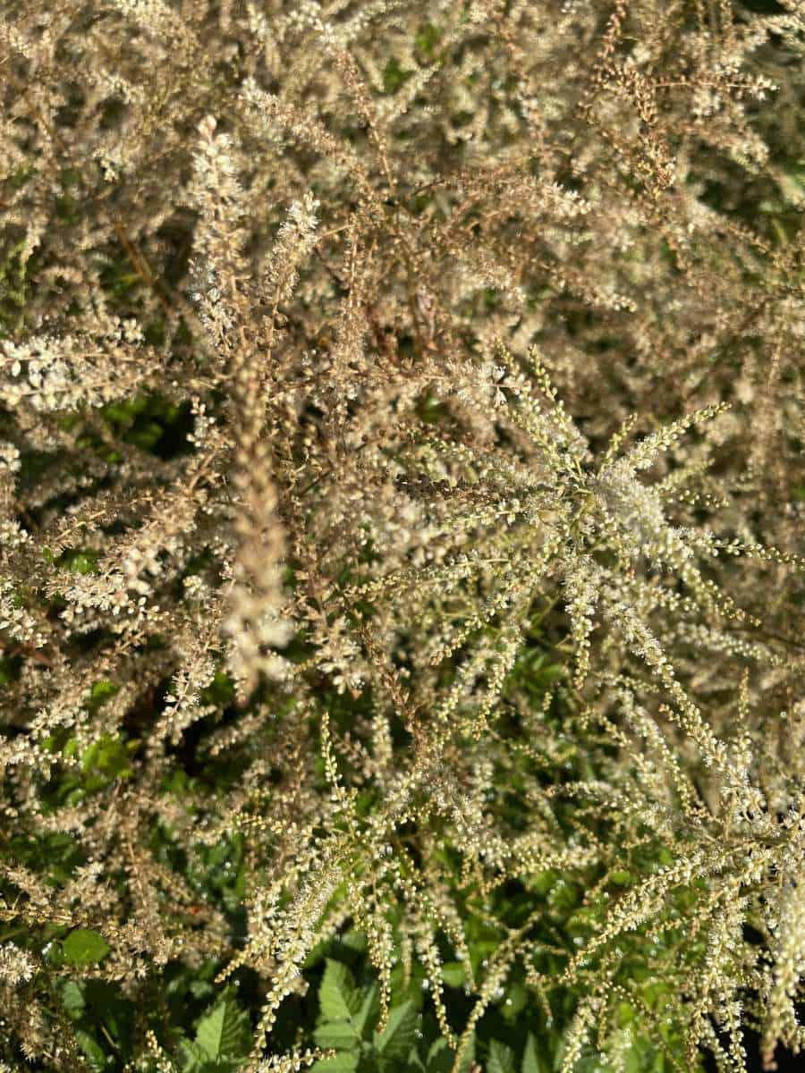 Aruncus Misty Lace met luchtige witte bloempluimen in bloei