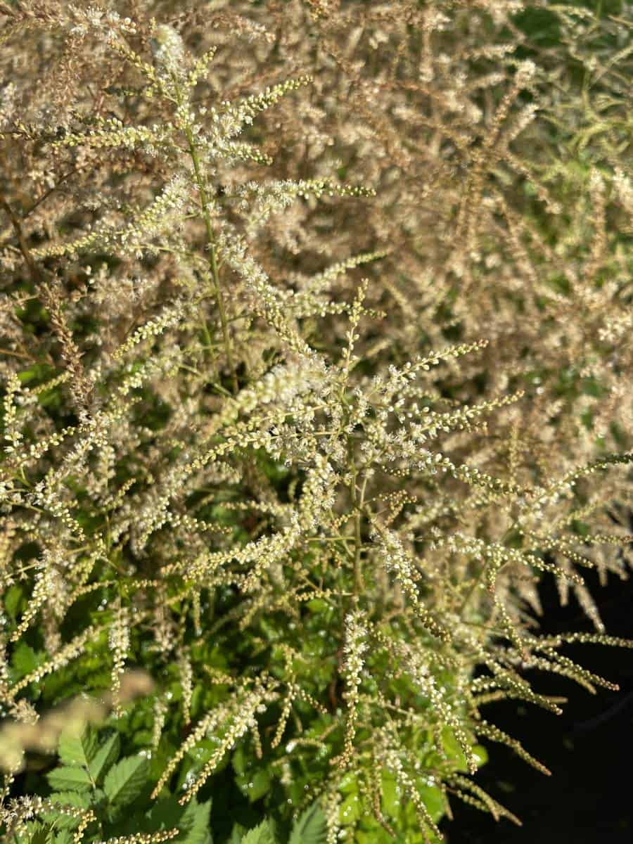Detail van witte bloempluimen van Aruncus Misty Lace