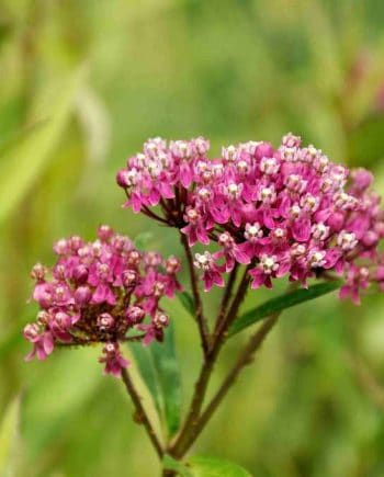 Donkerroze schermbloei van Asclepias incarnata ‘Cinderella’