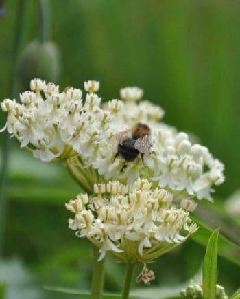 Asclepias incarnata 'Ice Ballet'