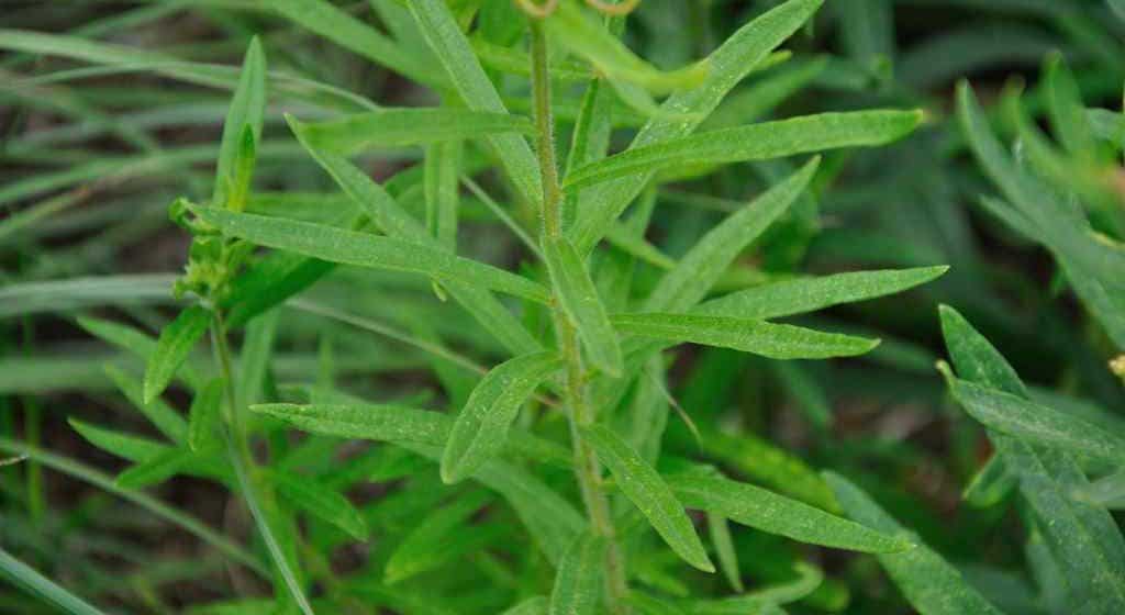 Asclepias tuberosa
