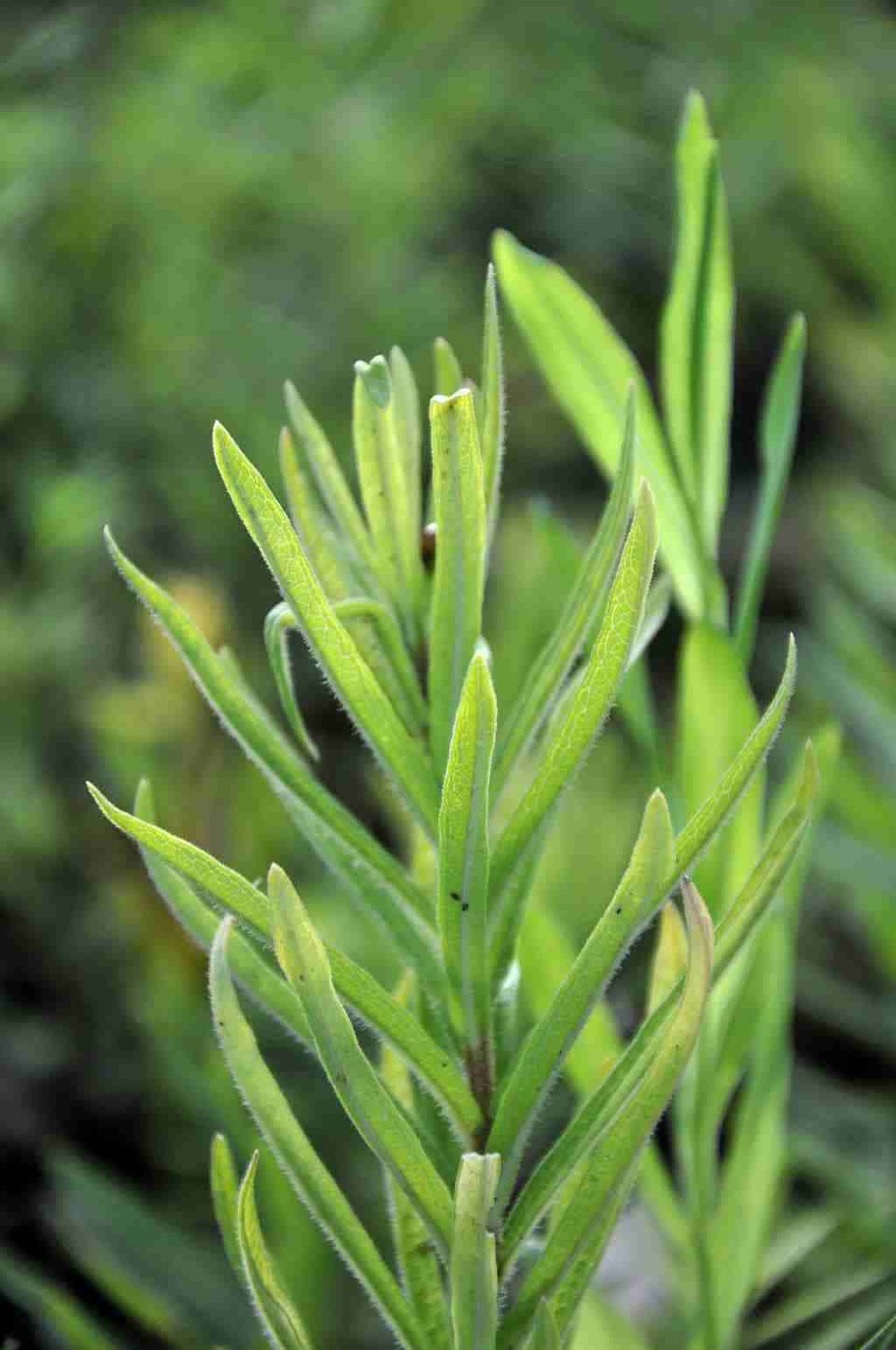 Asclepias tuberosa