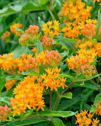 Feloranje schermbloei van Asclepias tuberosa