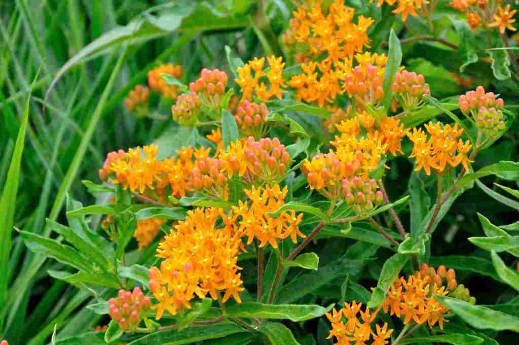 Feloranje schermbloei van Asclepias tuberosa