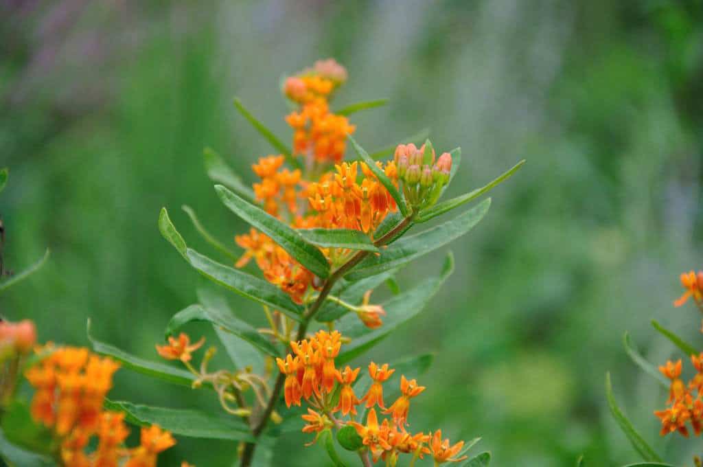 Asclepias tuberosa