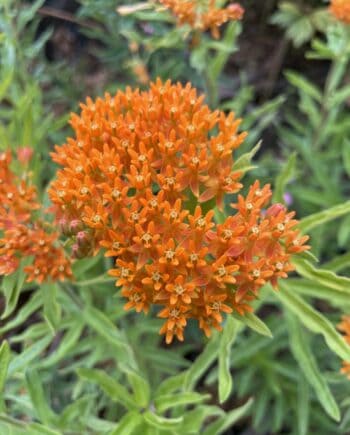 Asclepias tuberosa met feloranje bloemschermen in volle zomerbloei.