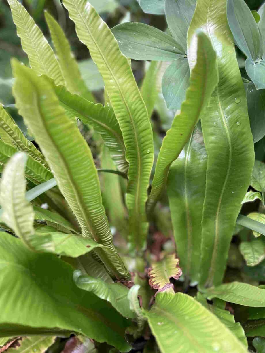 Glanzend riemvormig blad van Asplenium scolopendrium
