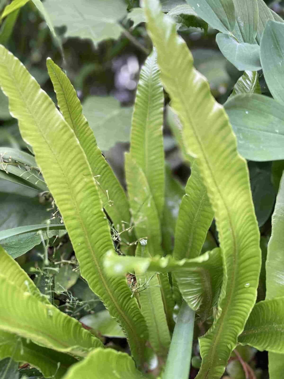 Asplenium scolopendrium