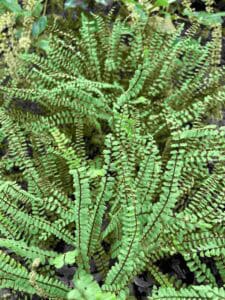 Asplenium trichomanes