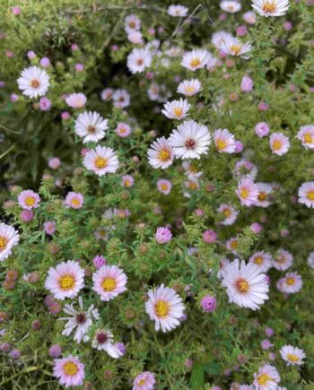 Violetblauwe bloei van Aster amethystinus ‘Kylie’