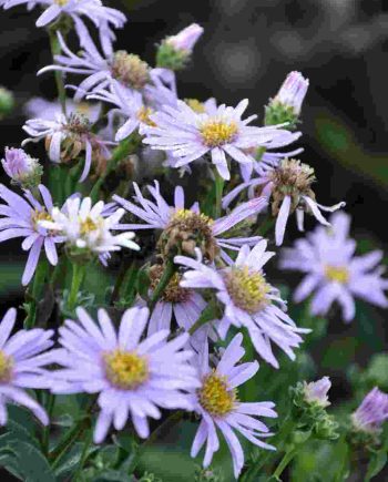 Zachtroze bloei van Aster amellus ‘Rosa Erfüllung’