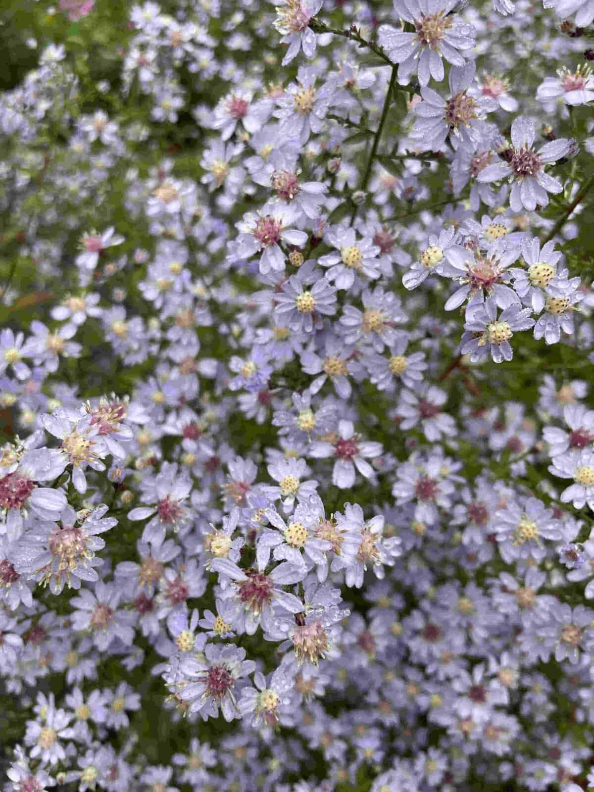 Aster cordifolius 'Ideal'