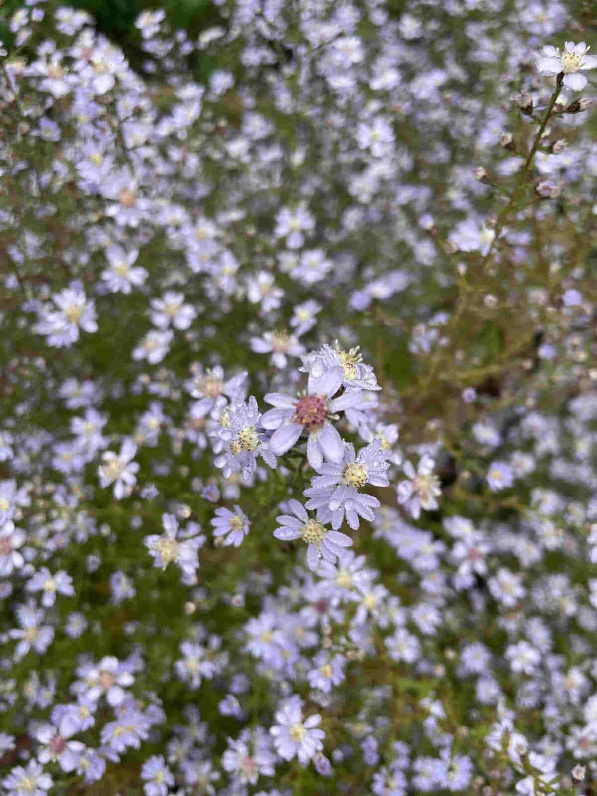 Aster cordifolius 'Ideal'
