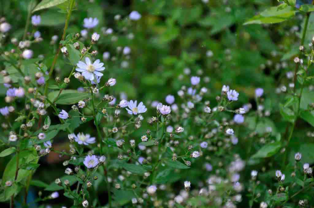 Aster cordifolius 'Ideal'