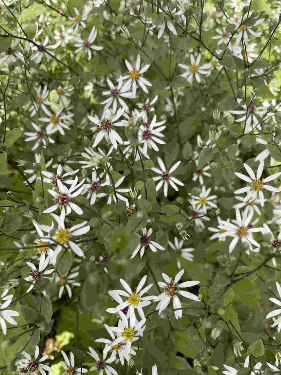 Aster divaricatus Eastern Star vaste plant met rijke witte bloei