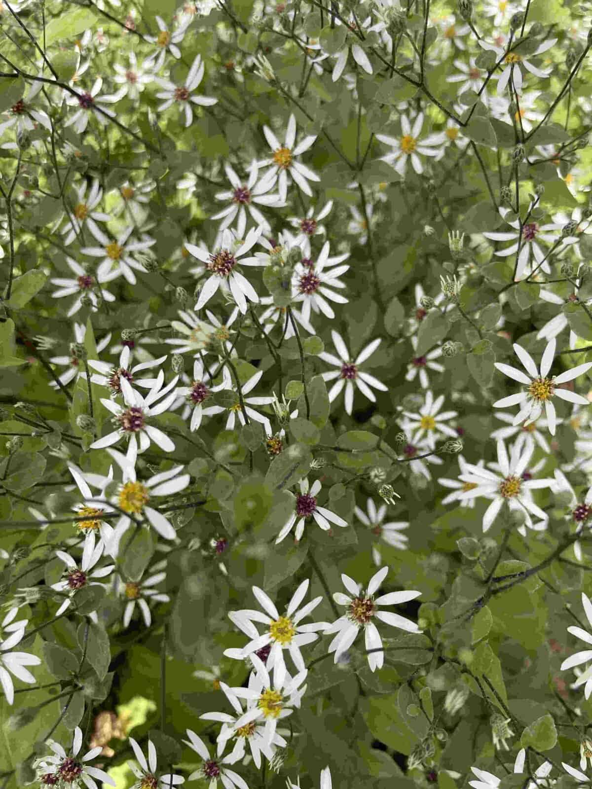 Aster divaricatus Eastern Star vaste plant met rijke witte bloei