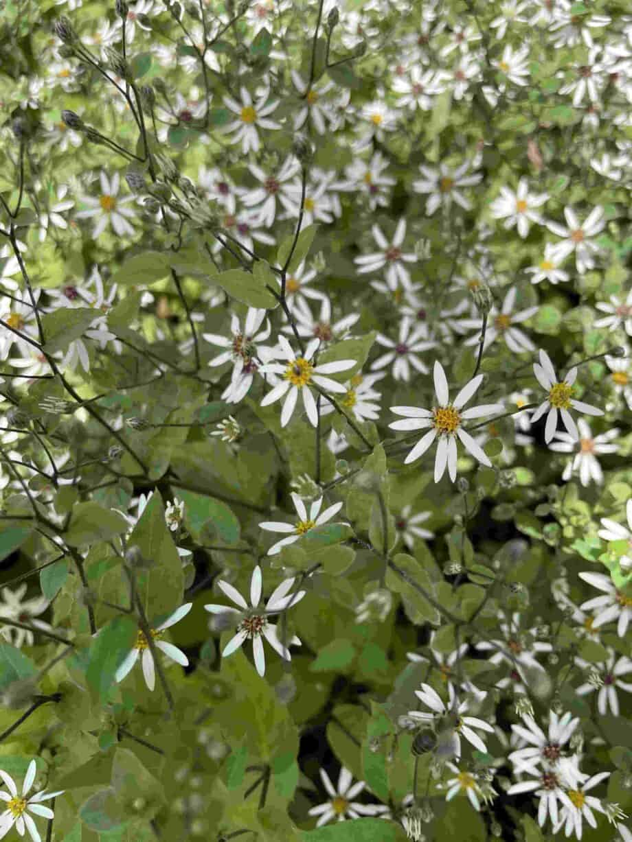 Aster divaricatus 'Eastern Star'