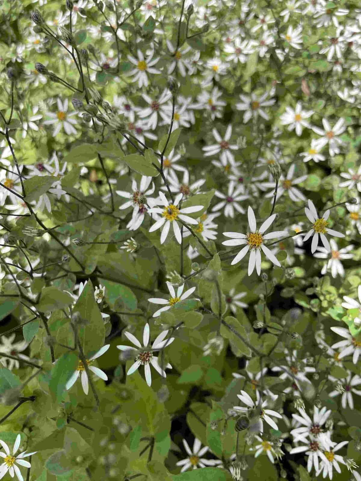 Aster divaricatus 'Eastern Star'