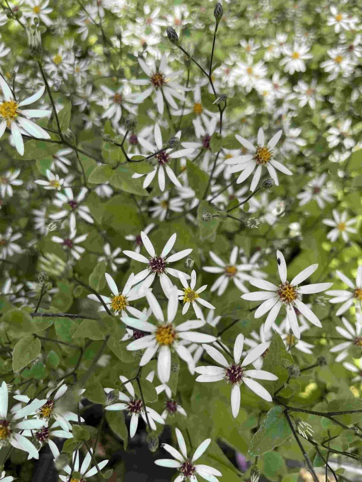 Aster divaricatus 'Eastern Star'