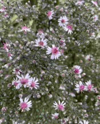 Aster lateriflorus Prince vaste plant met donker blad en witte herfstbloei