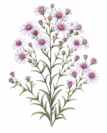 Aster lateriflorus 'Coombe Fishacre'