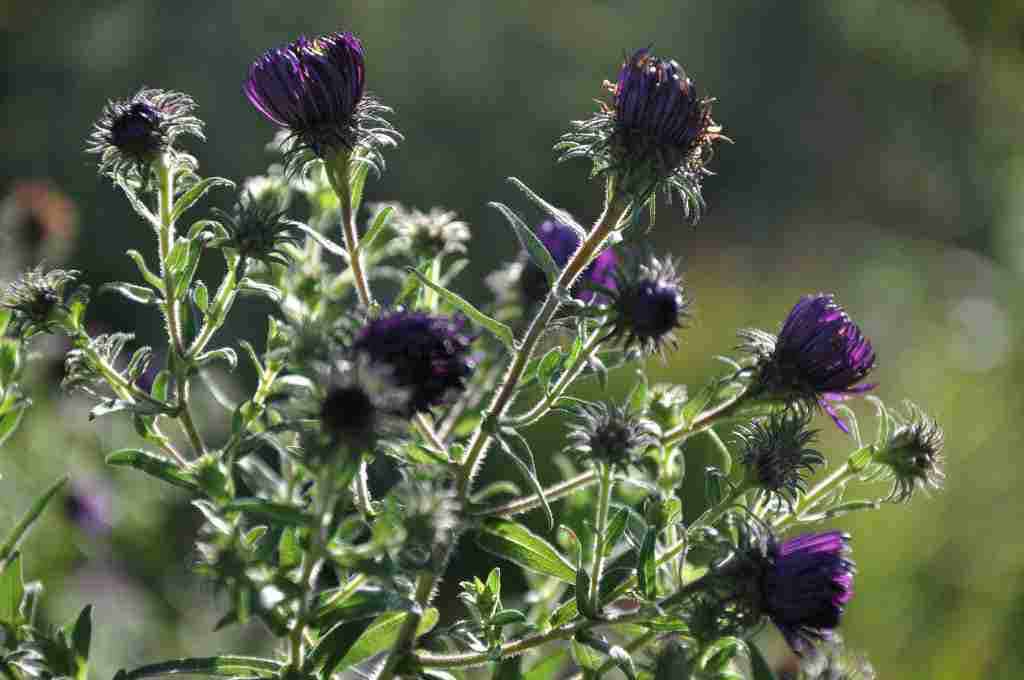 Zachtpaarse bloei van Aster novae-angliae ‘Constance’
