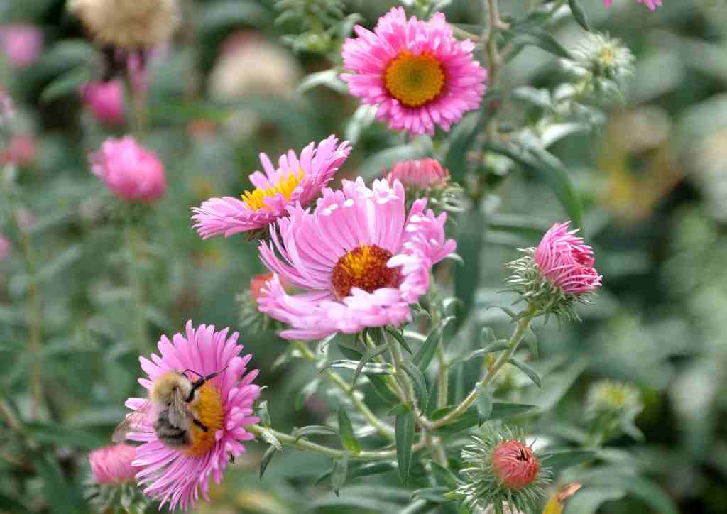 Aster novae-angliae 'Pink • • online