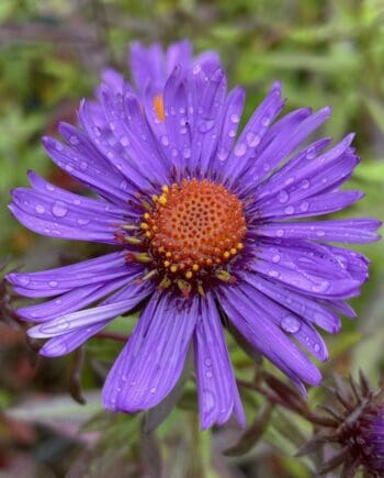 Paarse bloei van Aster novae-angliae ‘Bright Purple’