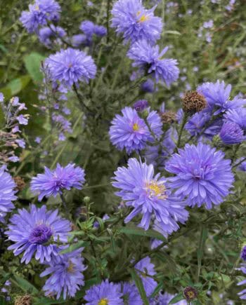Blauwe bloei van Aster novi-belgii ‘Marie Ballard’