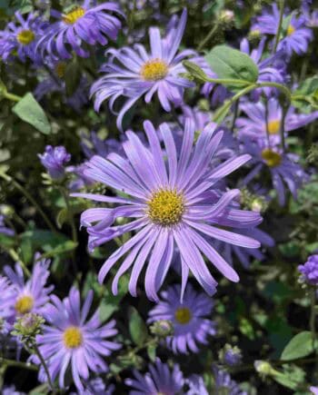 Zachtlila bloei van Aster thomsonii