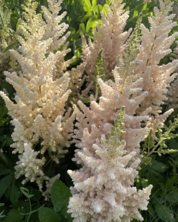 Astilbe chinensis 'Vision Inferno' met opvallende roze bloempluimen boven donkergroen blad.