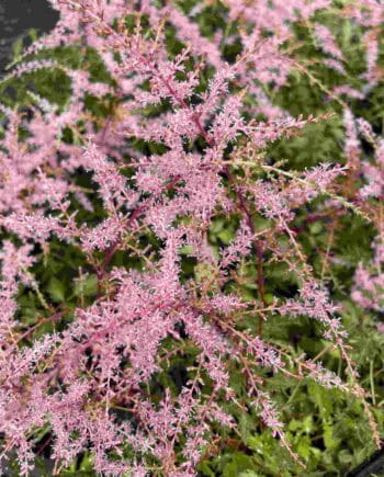 Zacht roze bloeiende pluimen van Astilbe simplicifolia ‘Sprite’
