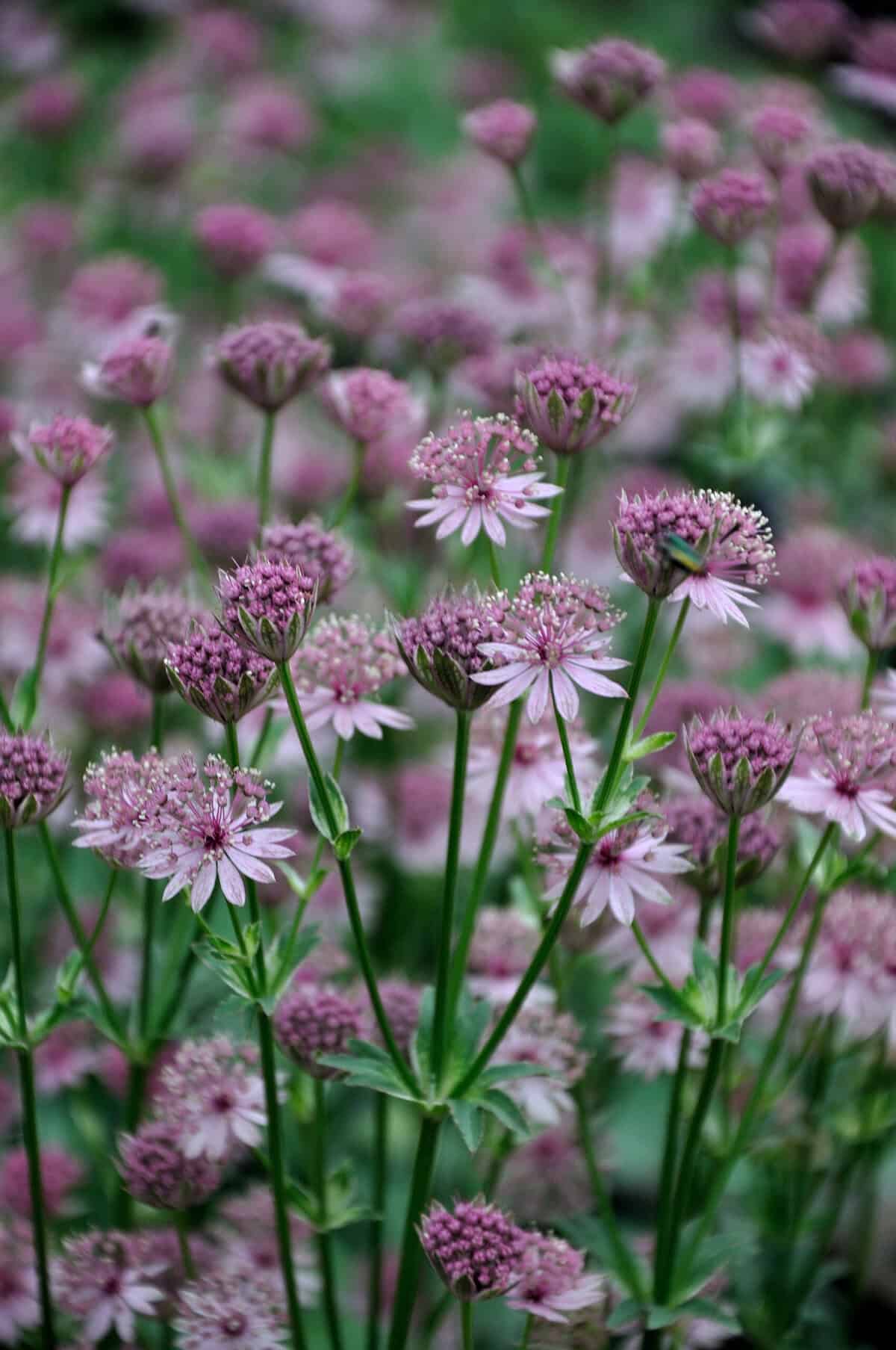 Zachtroze bloei van Astrantia major ‘Roma’
