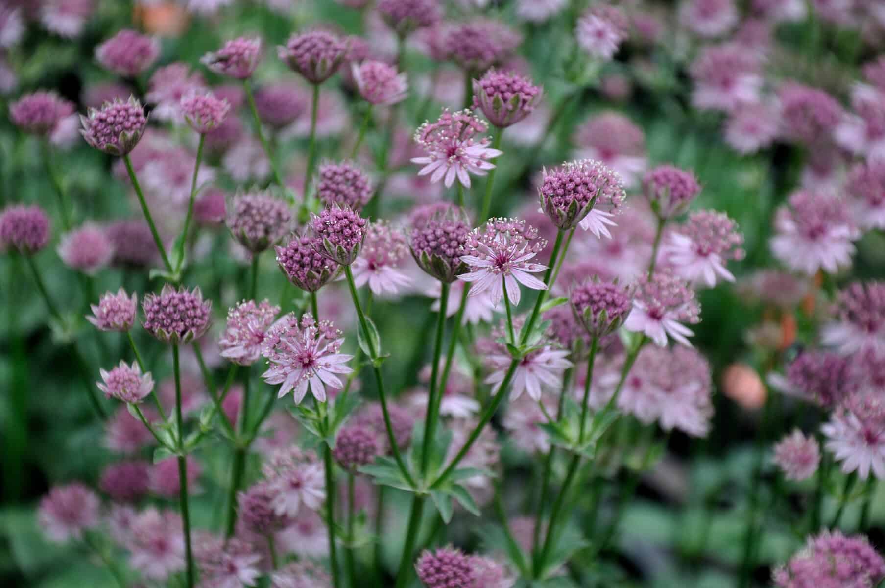 Astrantia major 'Roma'