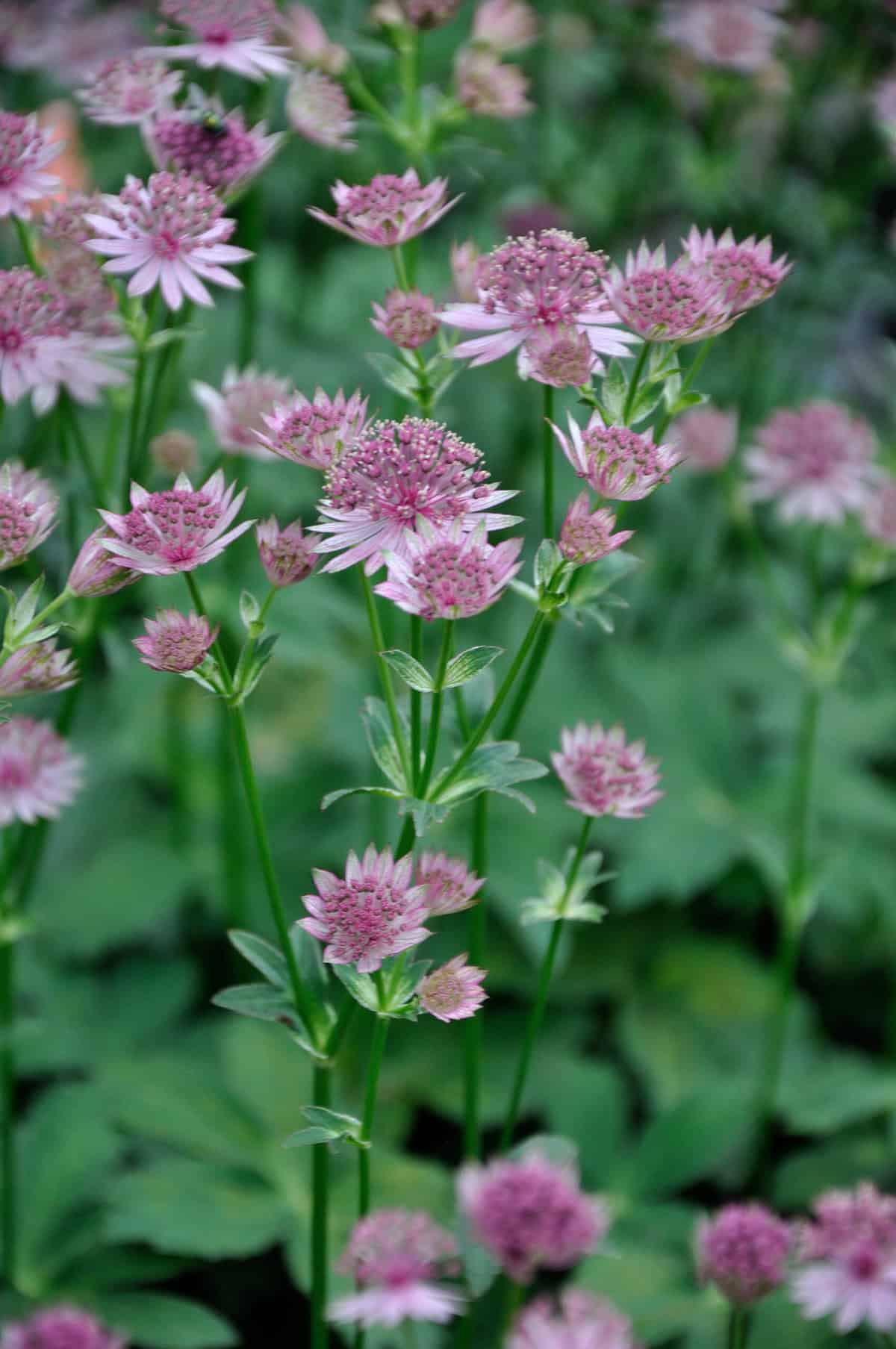 Astrantia major 'Roma'